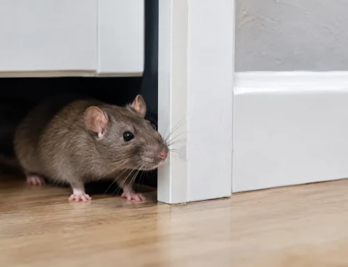 Rats Entering House? Stop the Problem Fast