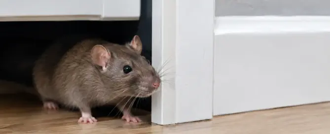 Rats Entering House? Stop the Problem Fast